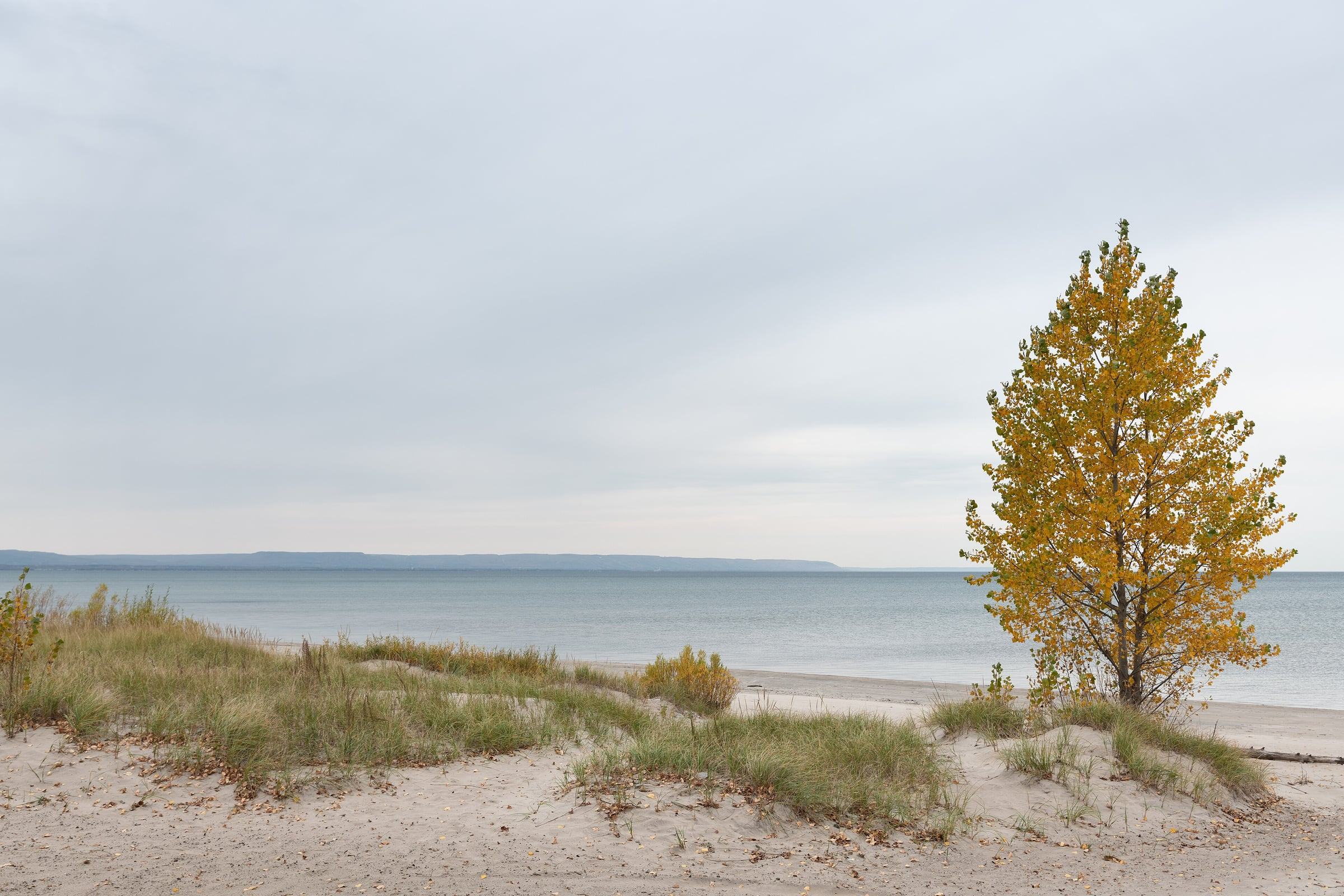Sandy dunes and a golden autumn tree on Wasaga Beach, with Georgian Bay and the escarpment beyond